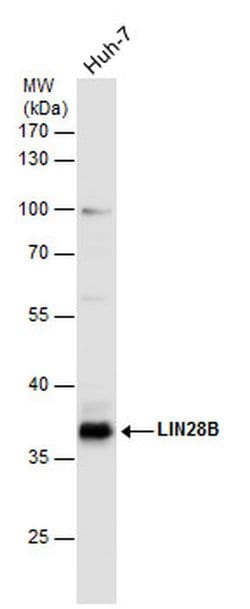 Invitrogen LIN28B Polyclonal Antibody 100 &mu;L; Unconjugated:Antibodies,
