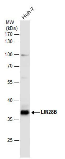 Invitrogen LIN28B Polyclonal Antibody 100 &mu;L; Unconjugated:Antibodies,