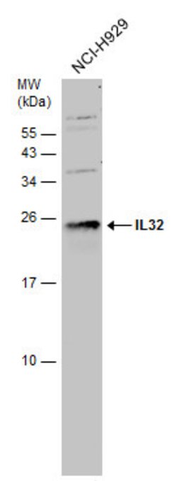 Invitrogen IL-32 Polyclonal Antibody 100 &mu;L; Unconjugated:Antibodies,