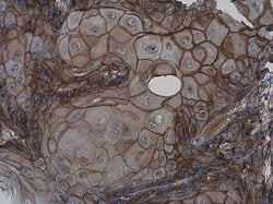 Invitrogen GPR39 Polyclonal Antibody 100 &mu;L; Unconjugated:Antibodies,