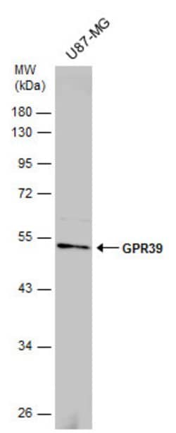 Invitrogen GPR39 Polyclonal Antibody 100 &mu;L; Unconjugated:Antibodies,