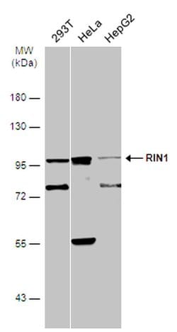 Invitrogen RIN1 Polyclonal Antibody 100 &mu;L; Unconjugated:Antibodies,