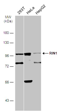 Invitrogen RIN1 Polyclonal Antibody 100 &mu;L; Unconjugated:Antibodies,