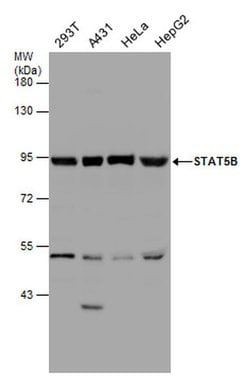 Invitrogen STAT5 beta Polyclonal Antibody 100 &mu;L; Unconjugated:Antibodies,