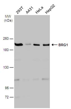 Invitrogen BRG1 Polyclonal Antibody 100 &mu;L; Unconjugated:Antibodies,