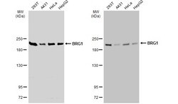 Invitrogen BRG1 Polyclonal Antibody 100 &mu;L; Unconjugated:Antibodies,