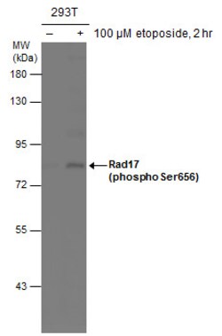Invitrogen Phospho-RAD17 (Ser656) Polyclonal Antibody 100 &mu;L | Buy Online | Invitrogen&trade; | Fisher Scientific