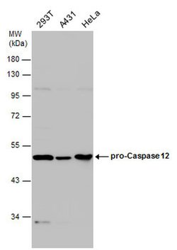 Caspase 12 Polyclonal Antibody, Invitrogen 100 &mu;L; Unconjugated:Antibodies,