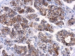 Invitrogen ATG10 Polyclonal Antibody 100 &mu;L; Unconjugated:Antibodies,