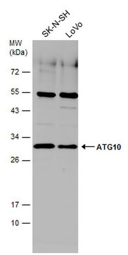 Invitrogen ATG10 Polyclonal Antibody 100 &mu;L; Unconjugated:Antibodies,