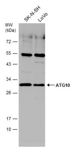 Invitrogen ATG10 Polyclonal Antibody 100 &mu;L; Unconjugated:Antibodies,