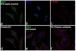 Invitrogen IRF7 Polyclonal Antibody 100 &mu;L; Unconjugated:Antibodies,