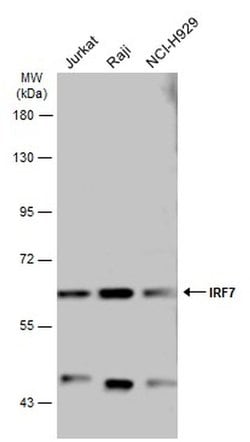 Invitrogen IRF7 Polyclonal Antibody 100 &mu;L; Unconjugated:Antibodies,