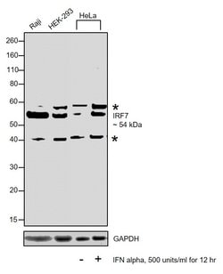 Invitrogen IRF7 Polyclonal Antibody 100 &mu;L; Unconjugated:Antibodies,