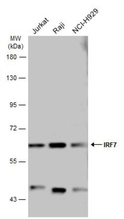 Invitrogen IRF7 Polyclonal Antibody 100 &mu;L; Unconjugated:Antibodies,