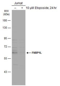 Invitrogen TOCA-1 Polyclonal Antibody 100 &mu;L; Unconjugated:Antibodies,