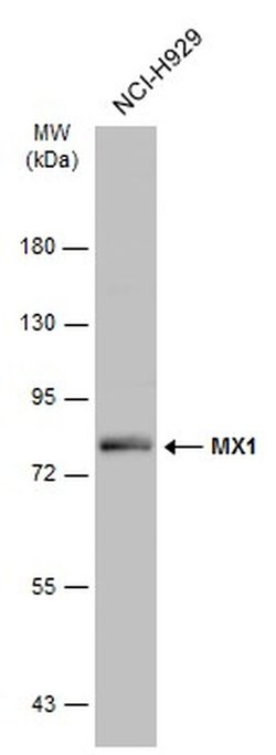 Invitrogen MX1 Polyclonal Antibody 100 &mu;L; Unconjugated:Antibodies,