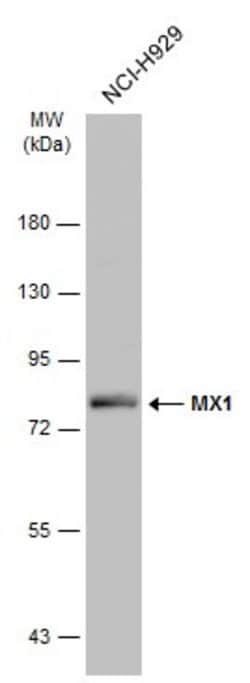 Invitrogen MX1 Polyclonal Antibody 100 &mu;L; Unconjugated:Antibodies,