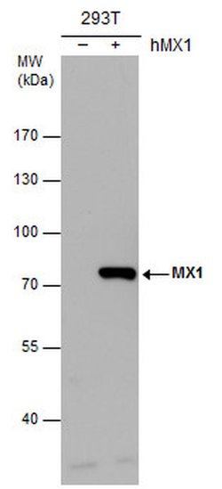 Invitrogen MX1 Polyclonal Antibody 100 &mu;L; Unconjugated:Antibodies,