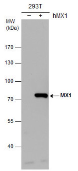 Invitrogen MX1 Polyclonal Antibody 100 &mu;L; Unconjugated:Antibodies,