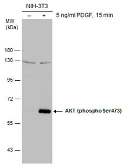 Invitrogen Phospho-AKT1 (Ser473) Polyclonal Antibody 100 &mu;L; Unconjugated:Antibodies,