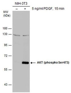 Invitrogen Phospho-AKT1 (Ser473) Polyclonal Antibody 100 &mu;L; Unconjugated:Antibodies,