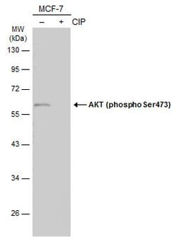Invitrogen Phospho-AKT1 (Ser473) Polyclonal Antibody 100 &mu;L; Unconjugated:Antibodies,