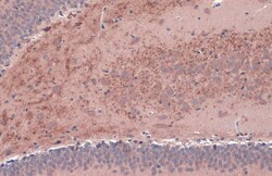 Invitrogen BDNF Polyclonal Antibody 100 &mu;L; Unconjugated:Anticorps,