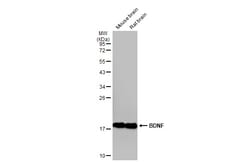 Invitrogen BDNF Polyclonal Antibody 100 &mu;L; Unconjugated:Anticorps,
