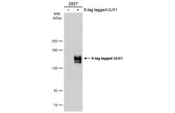 Invitrogen ULK1 Polyclonal Antibody 100 &mu;L; Unconjugated:Antibodies,