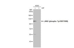 Invitrogen Phospho-JAK2 (Tyr1007, Tyr1008) Polyclonal Antibody 100 &mu;L;