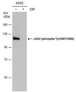Invitrogen Phospho-JAK2 (Tyr1007, Tyr1008) Polyclonal Antibody 100 &mu;L;