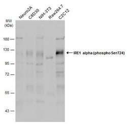 Invitrogen Phospho-IRE1 alpha (Ser724) Polyclonal Antibody 100 &mu;L; Unconjugated:Antibodies,
