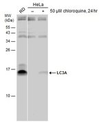 LC3A Polyclonal Antibody, Invitrogen™