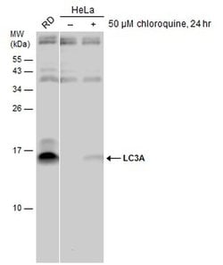 Invitrogen LC3A Polyclonal Antibody 100 &mu;L; Unconjugated:Antibodies,