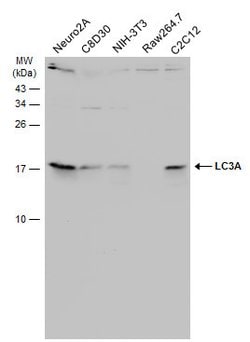 Invitrogen LC3A Polyclonal Antibody 100 &mu;L; Unconjugated:Antibodies,