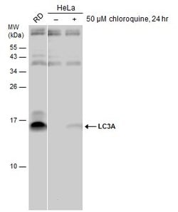 Invitrogen LC3A Polyclonal Antibody 100 &mu;L; Unconjugated:Antibodies,