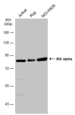 Invitrogen IKK alpha Polyclonal Antibody 100 &mu;L; Unconjugated:Anticuerpos
