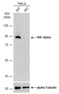 Invitrogen IKK alpha Polyclonal Antibody 100 &mu;L; Unconjugated:Anticuerpos