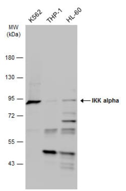 Invitrogen IKK alpha Polyclonal Antibody 100 &mu;L; Unconjugated:Anticuerpos