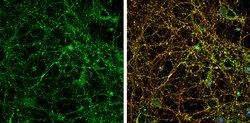 Invitrogen PSD-95 Polyclonal Antibody 100 &mu;L; Unconjugated:Antibodies,