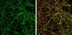 Invitrogen PSD-95 Polyclonal Antibody 100 &mu;L; Unconjugated:Antibodies,