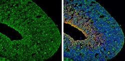 Invitrogen PSD-95 Polyclonal Antibody 100 &mu;L; Unconjugated:Antibodies,