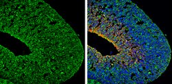 Invitrogen PSD-95 Polyclonal Antibody 100 &mu;L; Unconjugated:Antibodies,