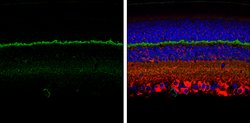 Invitrogen PSD-95 Polyclonal Antibody 100 &mu;L; Unconjugated:Antibodies,