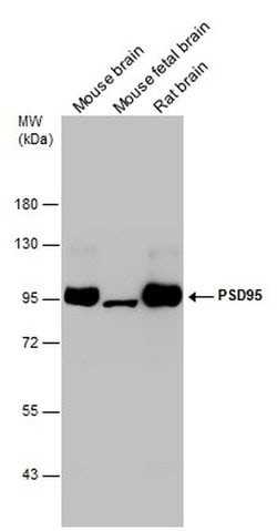 Invitrogen PSD-95 Polyclonal Antibody 100 &mu;L; Unconjugated:Antibodies,