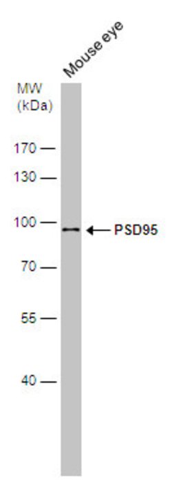 Invitrogen PSD-95 Polyclonal Antibody 100 &mu;L; Unconjugated:Antibodies,