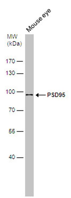 Invitrogen PSD-95 Polyclonal Antibody 100 &mu;L; Unconjugated:Antibodies,