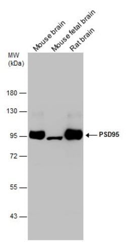 Invitrogen PSD-95 Polyclonal Antibody 100 &mu;L; Unconjugated:Antibodies,