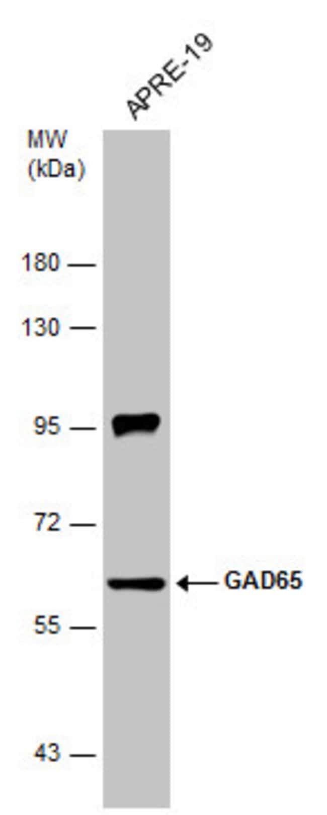 GAD65 Polyclonal Antibody, Invitrogen 100 μL; UnconjugatedAntibodies